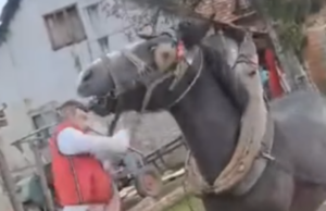 Identifikovane osobe koje su tukle konja