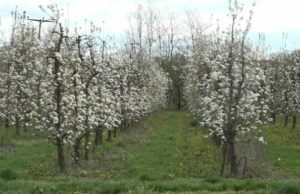 Šteta na ranim sortama voća