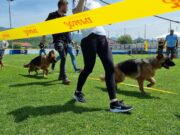 Specijalizovana izložba njemačkih ovčara u Prijedoru – 24. i 25. maja