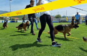 Specijalizovana izložba njemačkih ovčara u Prijedoru – 24. i 25. maja