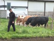 Sanski Most: Vratio se iz Njemačke i preuzeo porodičnu farmu