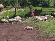 Vukovi poklali stado ovaca od kojih školuju šestoro djece