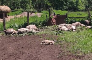Vukovi poklali stado ovaca od kojih školuju šestoro djece
