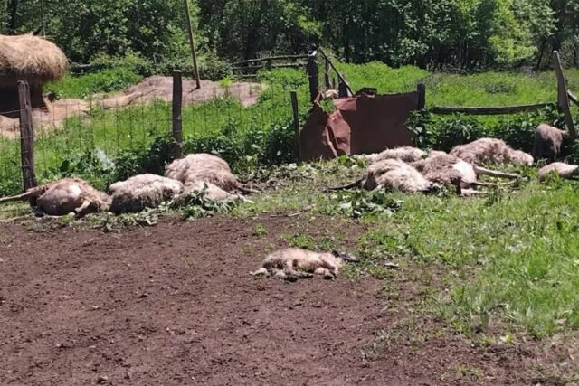 20250523195156777283