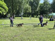 U Prijedoru održana 4. specijalizovana izložba njemačkih ovčara