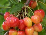 Domaća jagoda i hašlama skuplja nego ikad