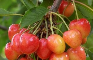 Domaća jagoda i hašlama skuplja nego ikad