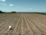 U BISTRICI ZASIJANO OGLEDNO POLJE SILAŽNOG KUKURUZA