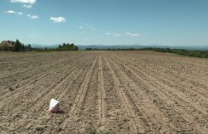 U BISTRICI ZASIJANO OGLEDNO POLJE SILAŽNOG KUKURUZA