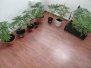 AKCIJA “BOTANIK” U PRIJEDORU: Uhapšene 2 osobe, pronađen zasad indijske konoplje