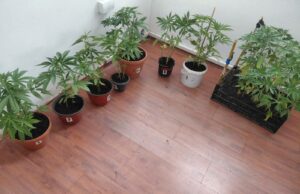 AKCIJA “BOTANIK” U PRIJEDORU: Uhapšene 2 osobe, pronađen zasad indijske konoplje