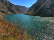 Predatora iz akvarijuma pustili u Neretvu: Tamani sve pred sobom