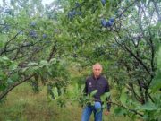 Dok drugi kukaju, Enesu šljiva rodila kao nikada