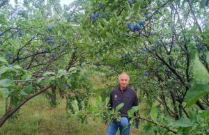 Dok drugi kukaju, Enesu šljiva rodila kao nikada