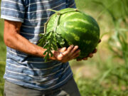 Bostan: Ljetni saveznik zdravlja i svježine