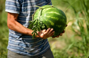 Bostan: Ljetni saveznik zdravlja i svježine