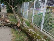 Srušilo se drvo kod vrtića u Banjaluci, zakačilo ženu