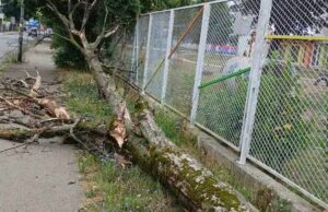 Srušilo se drvo kod vrtića u Banjaluci, zakačilo ženu