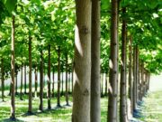 Da li je priča o paulovniji prevara vijeka: Drvo koje je obećavalo bogatstvo – danas niko neće da kupi