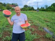 Dozrijevaju prve lubenice uzgojene na poljima oko Sanskog Mosta