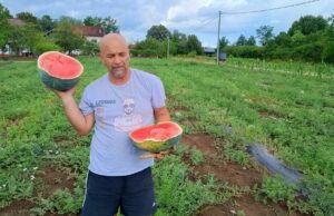 Dozrijevaju prve lubenice uzgojene na poljima oko Sanskog Mosta