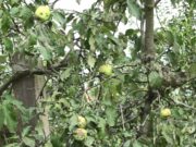 Prijedorski voćari će i ovu godinu pamtiti po problemima i ulaganjima