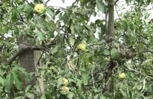 Prijedorski voćari će i ovu godinu pamtiti po problemima i ulaganjima