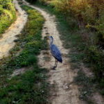 Siva čaplja, Brezičani