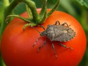 Smrdibube uništavaju paradajz: Evo provjerenih trikova bez hemije