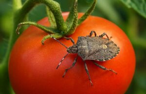 Smrdibube uništavaju paradajz: Evo provjerenih trikova bez hemije
