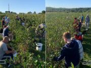 Aroniju na plantažama Demirović u Ćeli bere i “staro i mlado”
