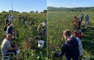 Aroniju na plantažama Demirović u Ćeli bere i “staro i mlado”