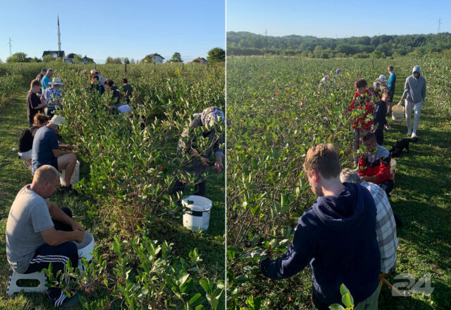 berba-aronije-demirovici-cela