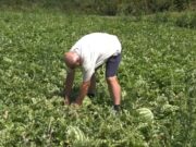 Od polja do trpeze: Kako cazinska lubenica osvaja kupce