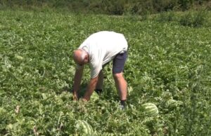 Od polja do trpeze: Kako cazinska lubenica osvaja kupce