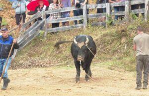 Održana 253. Grmečka korida