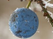 U jednom mjestu u BiH jutros bilo minus jedan