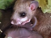 “Đavolja ovčica” snimljena u Šurkovcu kod Prijedora