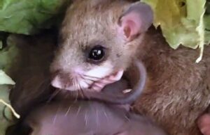 “Đavolja ovčica” snimljena u Šurkovcu kod Prijedora