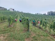 Počela berba grožđa u Sanskom Mostu