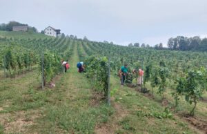 Počela berba grožđa u Sanskom Mostu
