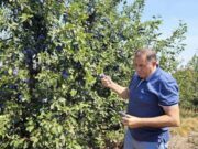 Lažna dojava o bombi na imanju Dodika