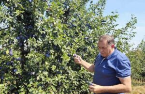 Lažna dojava o bombi na imanju Dodika