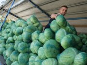 Kupus mnogo jeftiniji nego prosle godine