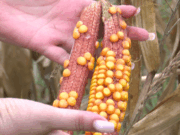 Berba kukuruza – prinosi veoma loši, čeka se i cijena