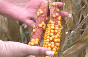 Berba kukuruza – prinosi veoma loši, čeka se i cijena