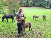 Uzgoj magaraca sve popularniji, podsticaji po grlu 500 KM