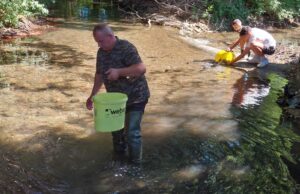 Poribljene pritoke Sane sa 250 kg potočne pastrmke lovne veličine