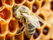 Značajan pad broja pčelinjih zajednica, razlog suša i bolesti