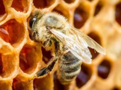 Veći podsticaj za pčelare